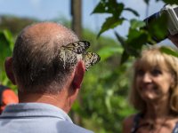 This guy was quite attractive to butterflies as he had at least one on his head most of the tour. The guide, in the background, wondered if he&#39;d been drinking the night before or if something in his hair product had attracted them.
